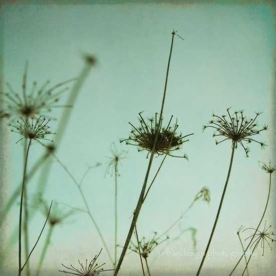 Black Queen Anne's Lace Silhouette Photography by MaleahTorney