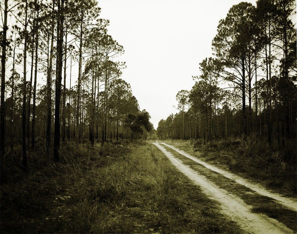Down by Law - 8x10 Photo Print, Road, Lost, Forest, Crossroads, Louisiana, Florida