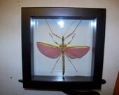Beautiful Pink Wing Walking Stick
