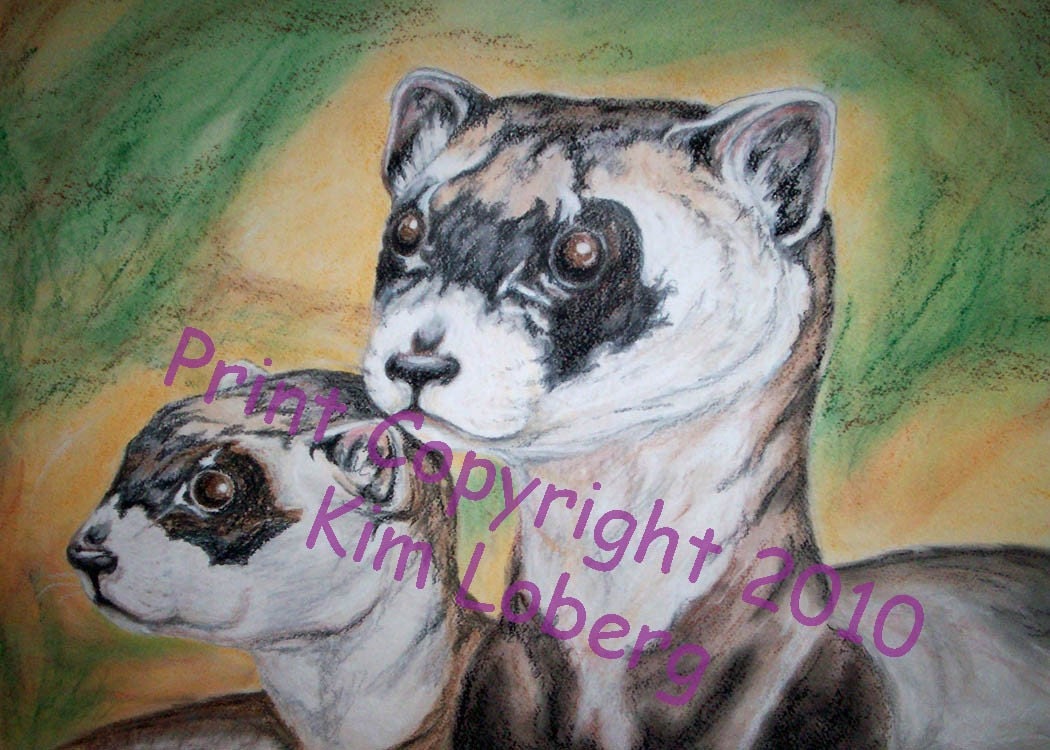 Ferret  Wildlife ACEO PRINT by Nebraska Artist Kim Loberg