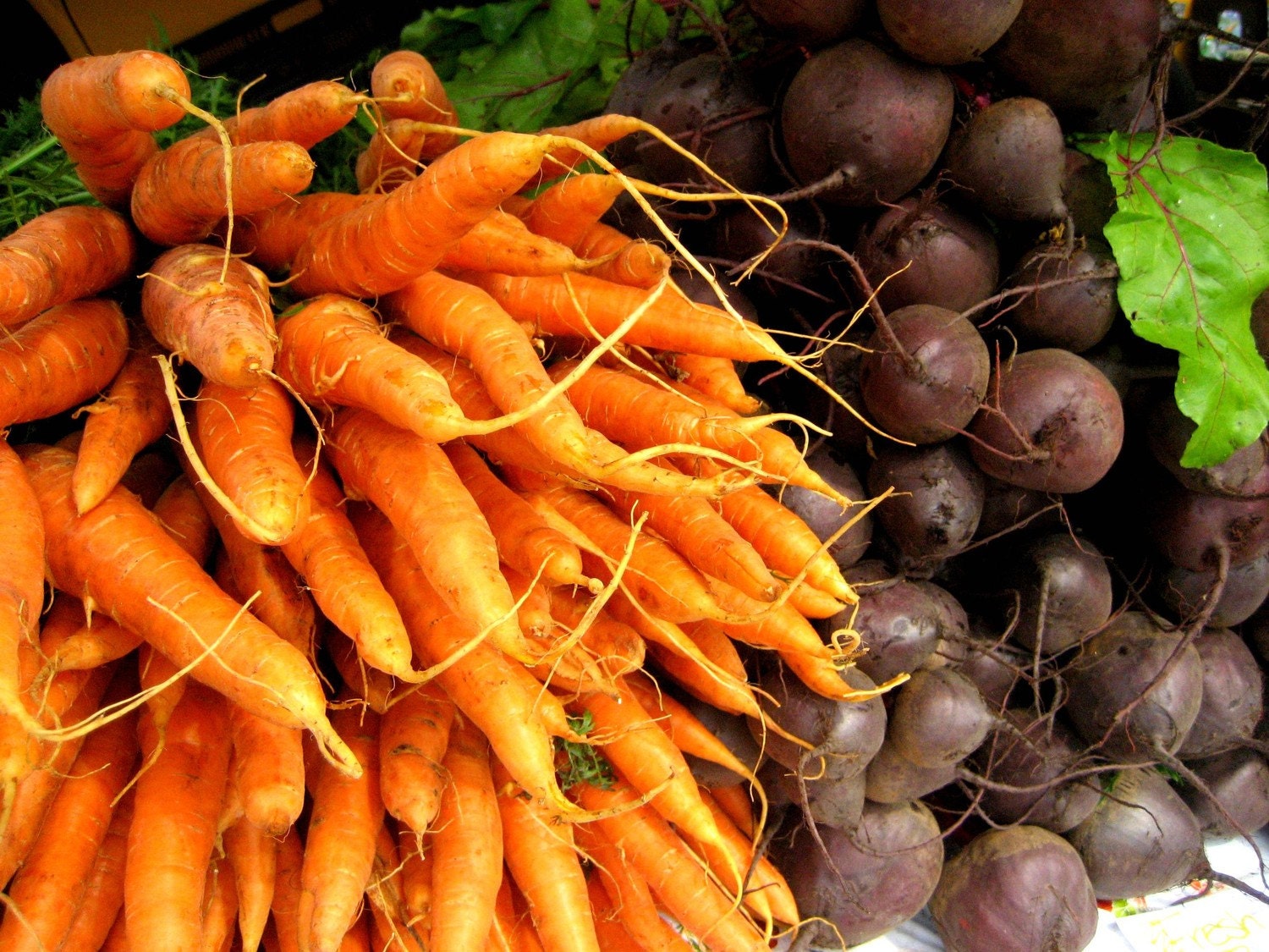 5x7 Carrots and Beets Fine Art Print