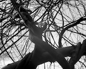 Photo. Giants Walk Among Us. Wisteria Branches Like Twisted Arms and Legs.