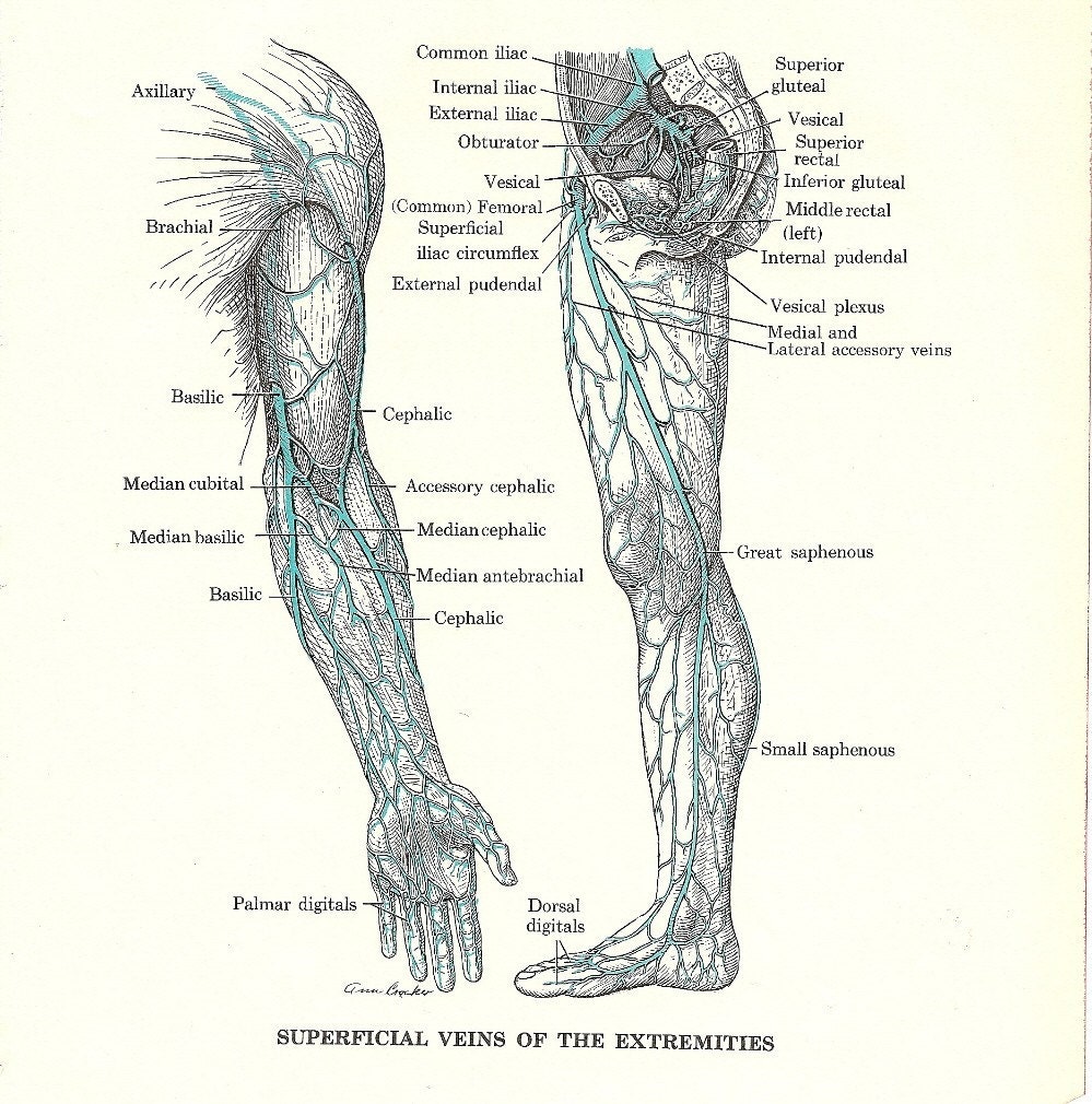 Veins Of The Arm