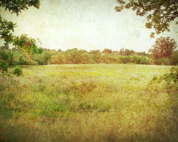Landscape Photography - Olive green amber gold trees - vintage nature woodland landscape wall Home decor 8x10 - Summer Meadow