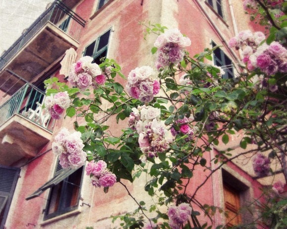 Italy Photograph . fine art travel photography . pink roses flower photography peach 8x10 - Little Italian roses
