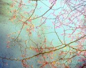 Nature photography -  fine art photograph tree branches spring pink flowers pale aqua botanical photograph nature dreamy 8x10 - Sky Blue