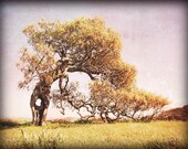 Tree Photography - fine art photography - faded golden ochre landscape photograph - honey gold yellow meadow 8x10 - Helens Tree
