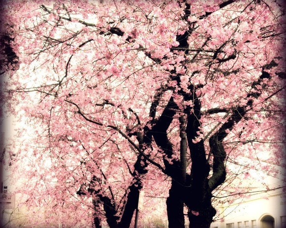 Cherry tree photograph - sakura cherry blossoms - pink flowers photograph wall decor photograph 8x10 - A Sudden Desire