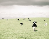 Farm animal photograph, french country, cow photograph, farmhouse, nursery art, pale green, black white gray 8x8 - Curious Cow - LupenGrainne