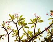 Flower Photography - retro garden floral pattern leaves pink green pale sky tropical - Fine Art 8x10 Plumeria Stars