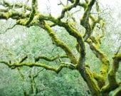 Tree photography - Woodland photograph fairy magical photograph dreamy moss green olive green photography 8x10 -  Mossy Woods