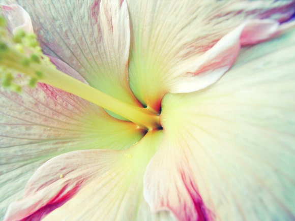 Hibiscus Flower - Home Decor Fine Art Photograph Pastel Pale Yellow Pink Decor Ombre Photograph 8x8 - HIbiscus Kiss