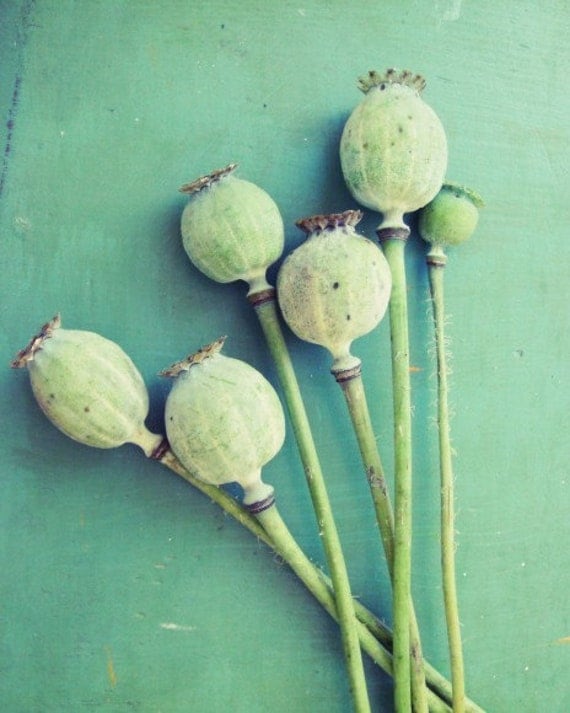 Poppy pods - Fine Art Photography Shabby Chic Mint Green Blue Rustic Vintage Farm Country  poppy Home Decor Wall Art