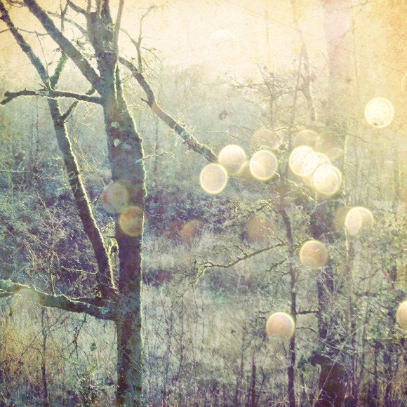 Woodland Photograph - Sage green gold olive decor - tree wall art - nature photography - sun flare sparkly bokeh - 8x8 - Into the Mystic