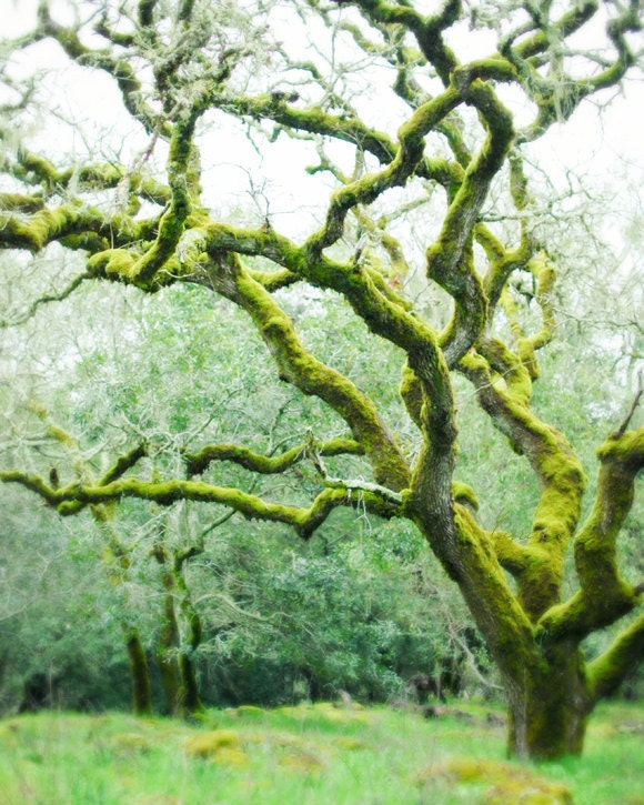 Tree photography - Woodland photograph fairy magical photograph dreamy moss green olive green photography 8x10 -  Mossy Woods