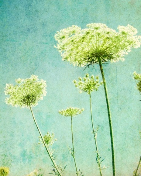 Flower photography - Aqua blue wall art - Nature photography - Queen Annes lace - lime green decor Botanical Art 8x10 - Looking up