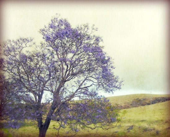 Landscape Photography - Purple Lilac Violet Olive Green - Dreamy Landscape - Rustic Nature Decor Fine Art Photograph 8x10 - Memories of Kula