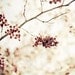 Botanical Photograph - tree branch nature photography - wine red berries - fine art rustic nature photo 8x10 - Coral Berries