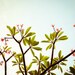 Flower Photography - retro garden floral pattern leaves pink green pale sky tropical - Fine Art 8x10 Plumeria Stars