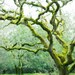 Tree photography - Woodland photograph fairy magical photograph dreamy moss green olive green photography 8x10 - Mossy Woods