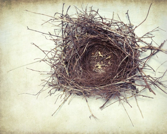 Birds Nest - Nature photography - fine art print - rustic wall art cream beige neutral decor