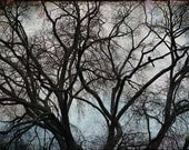 crow trees photograph winter bare branches art print 8x12 surreal black teal pink moody  - Lone Crow