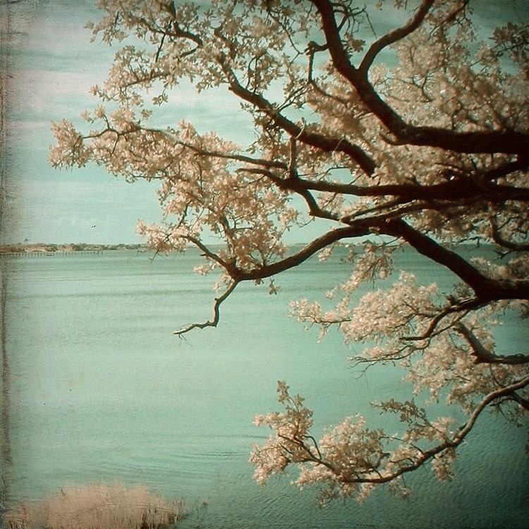 tree branches water sea ocean serene calm teal fine art print - 8x8 - Unknown Destiny