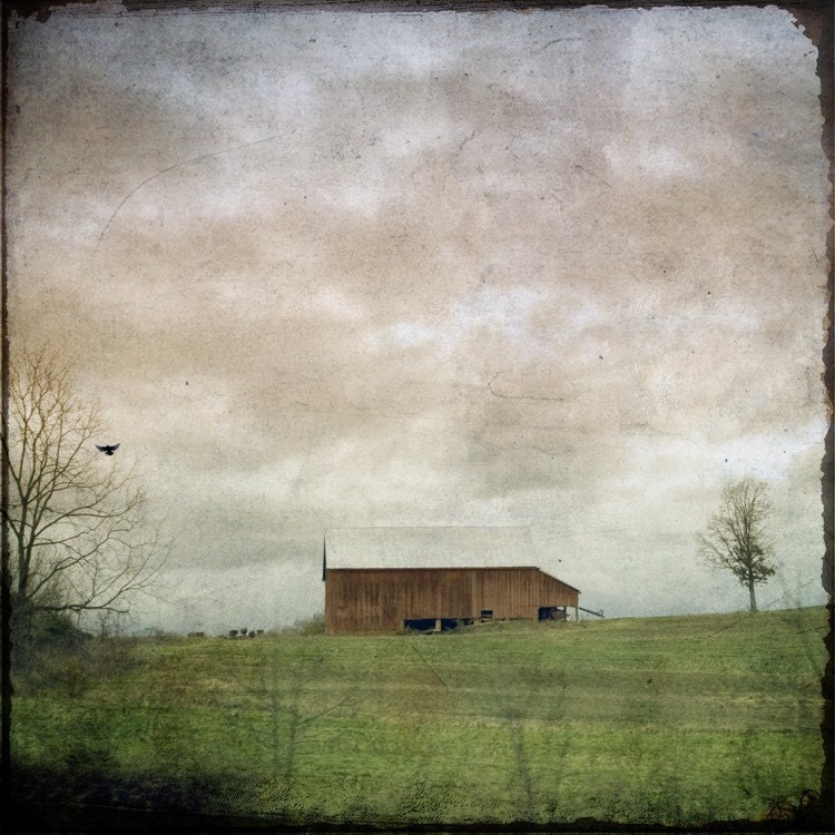 Barn weathered rustic cloudy country crow tree 8x8 fine art photo print  - Rural