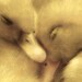 ducks baby birds, nursery decor, ducklings napping nap sweet 8x10 photo - Sleepyheads