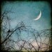 bird man in moon tree stars twilight crescent winter 12x12  teal blue - Hello Moon