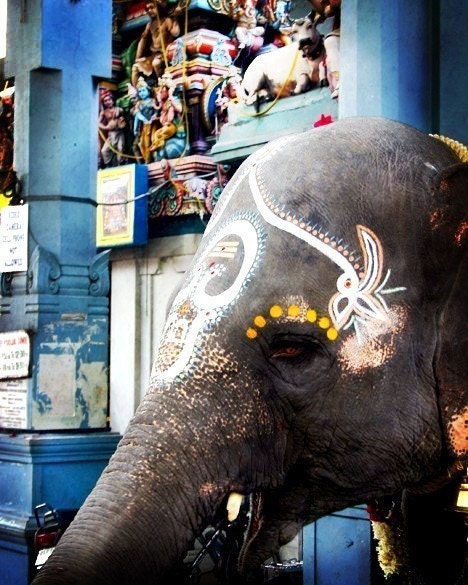 Elephant Wishes - 8x10 Fine Art Print