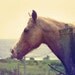 Hawaiian Horse - 8x10 Fine Art Print