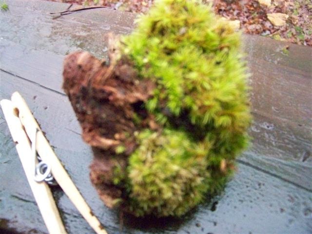 Tree Wood Knot Knob Log  Moss Terrarium Burl Gnarl Live Natural Forest Plant Bonsai Zen Decor