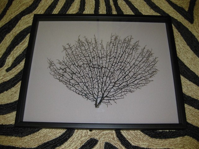 Framed Black Sea Fan Seafan Coral Reliquary