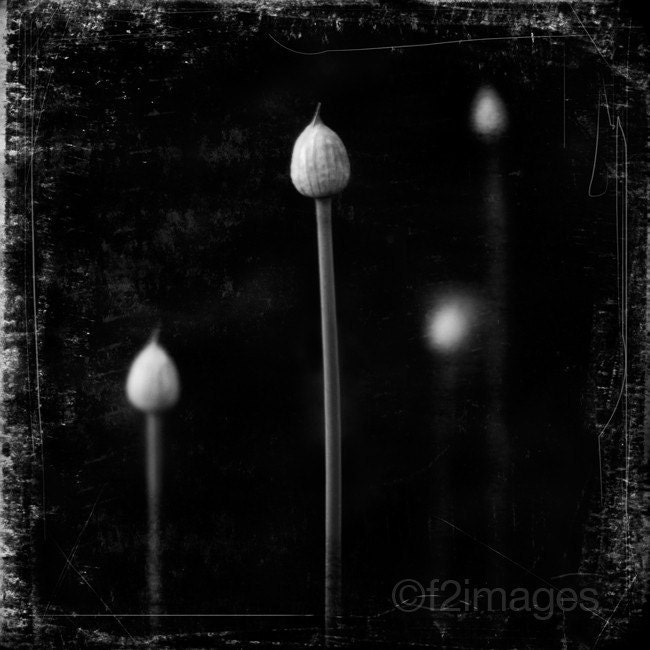8x8 Chives
