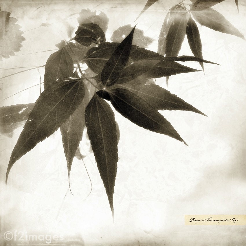8x12 Botanical Print No.1