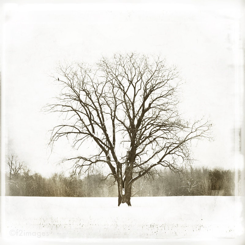 8x8 Majestic