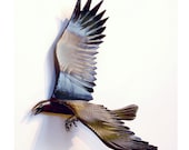 Flying Crow 5