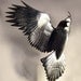 Reverence For Raven  wood sculpture by Jason Tennant,  wildlife art Raven, woodcarving
