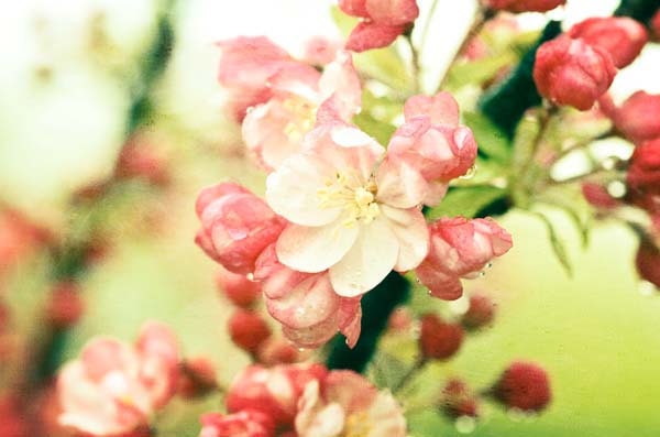 Spring .Dreamy flower photograph . nursery decor . french country home decor . cottage chic art . romantic print . Lullabye Pink