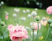 Spring .Sweetest Dreams. 11x14 . nursery decor . flower photography . pink poppies . romantic wall art . botanical print