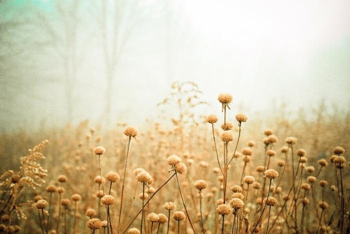 Spring .Pastel fog landscape . urban modern home decor . dreamy nature photography . shabby chic wall art . romantic . Beauty with Age