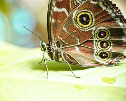summer butterfly photography .brown lime green print . nature .cottage home decor 8x10  . Perched