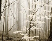 surreal black and white tree photography . ghostly woodland nature photograph . modern home decor . fairy tale forest . Apparition
