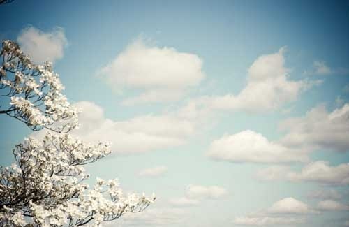 Pastel blue baby nursery decor . whimsical nature photography . art for childs room . dreamy print . home decor . Clouds and Dogwood - joystclaire