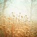 landscape .dreamy modern home decor . rustic nature photography .tan blue gray mint green . 11x14 . nursery  . I Dreamt of a Foggy Morning