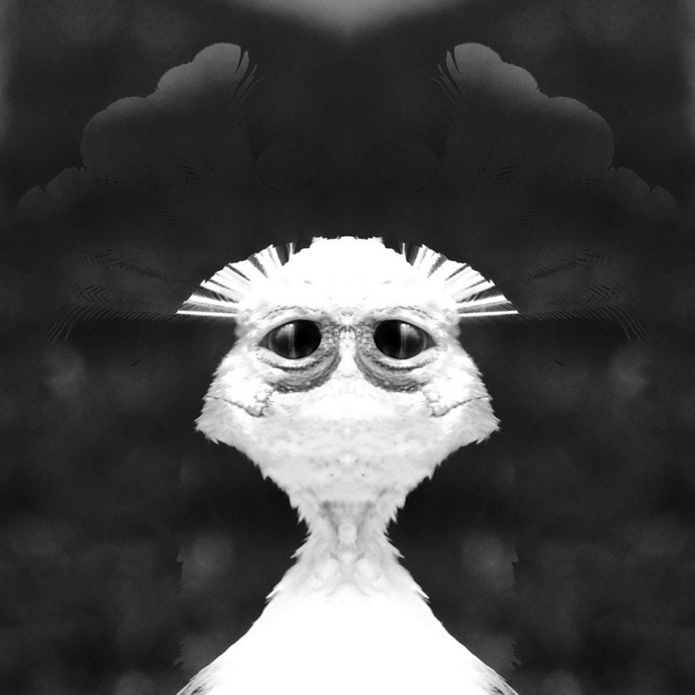 5x5 black and white weird halloween art decor funny creature surreal oddities photo print