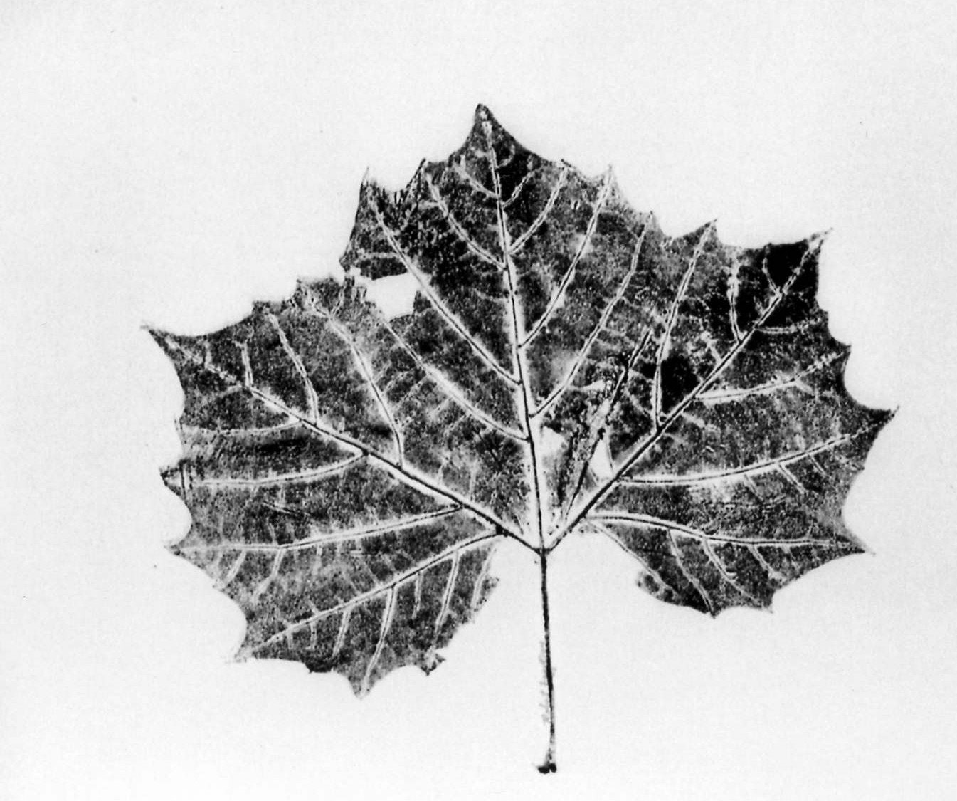 Large Sycamore Leaf is an original nature print.