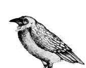 Raven