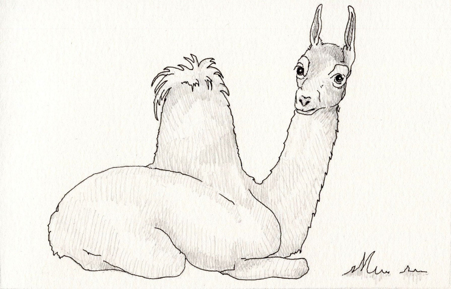 Llama Drawing